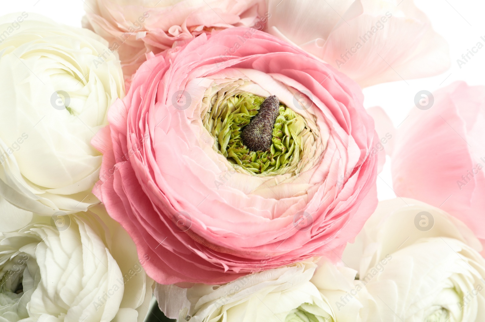 Photo of Beautiful ranunculus flowers, closeup