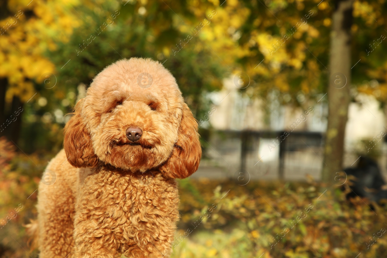 Photo of Cute dog in autumn park, space for text