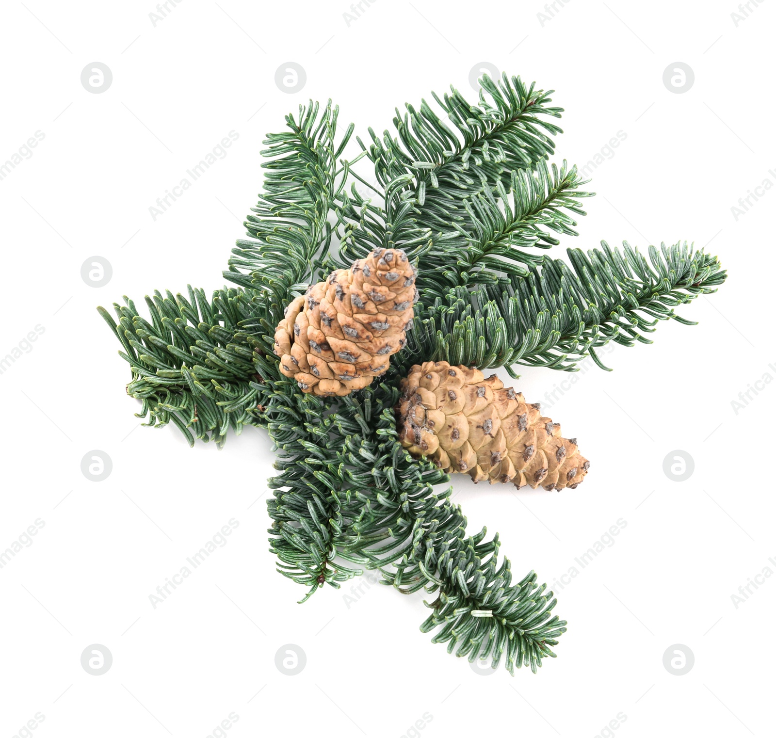 Photo of Fir tree branch with pinecones isolated on white