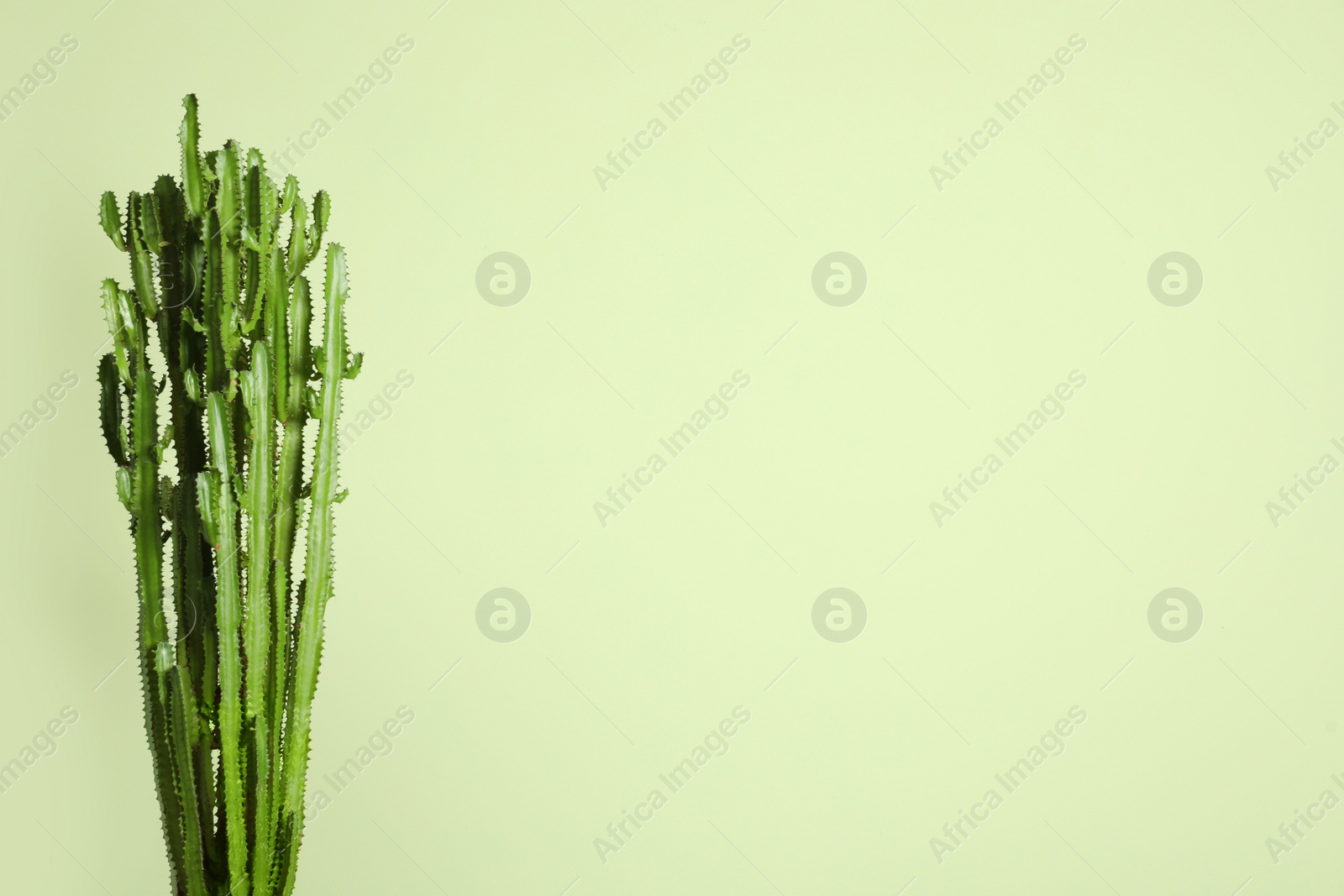 Photo of Beautiful cactus on green background, space for text. Tropical plant