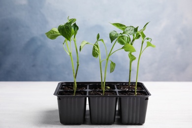 Photo of Vegetable seedlings in plastic tray on white wooden table against blue background