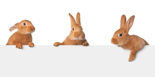 Cute funny bunnies peeking out of blank banner, space for text. Easter symbol