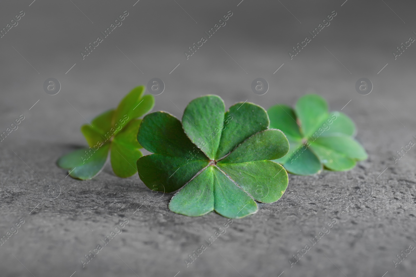 Photo of Green four leaf clover on grey table, closeup