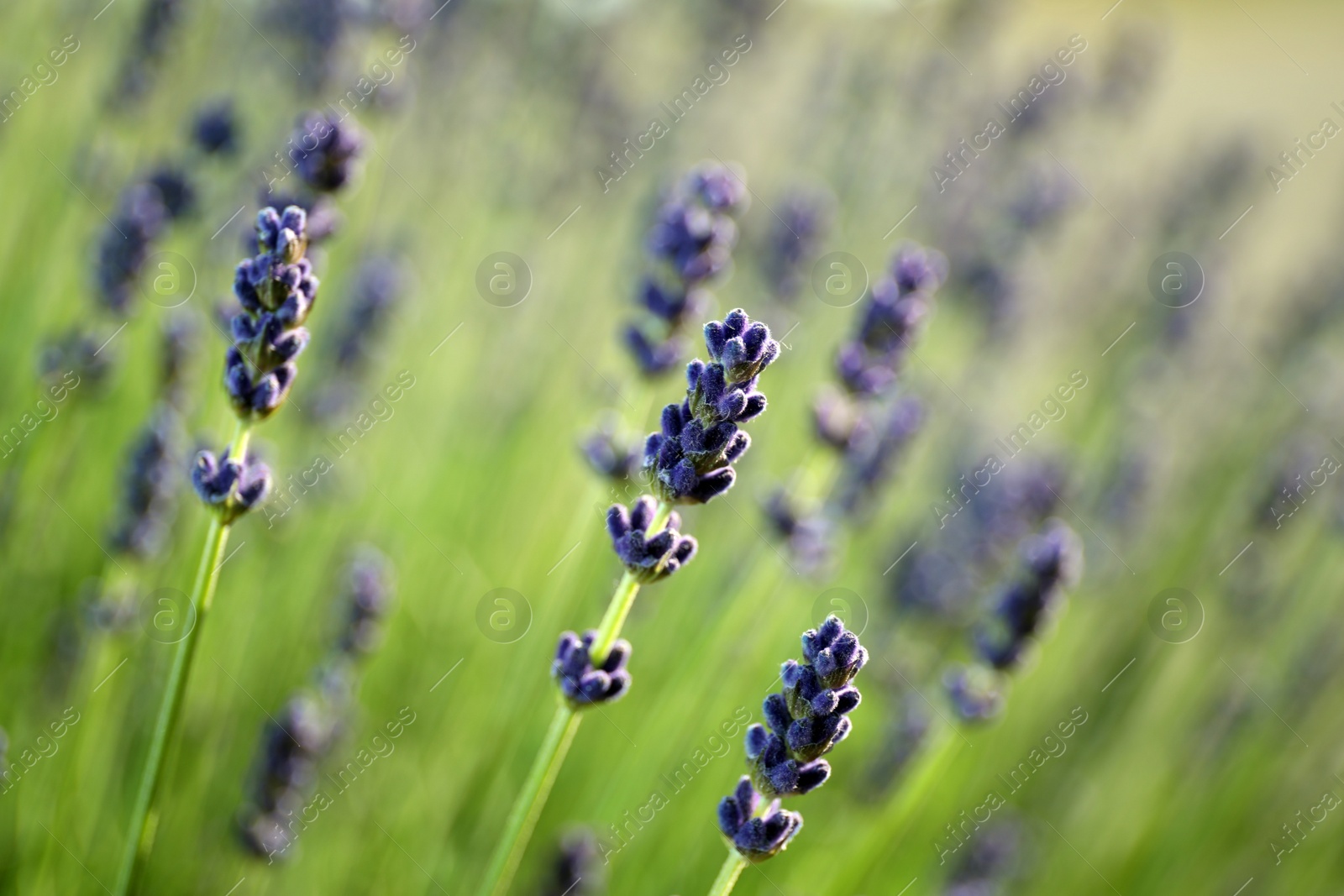 Photo of Beautiful lavender flowers growing in field, closeup