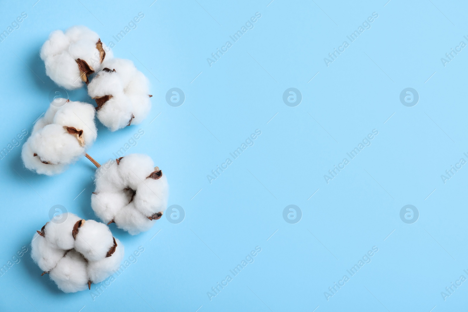 Photo of Cotton flowers on light blue background, top view. Space for text