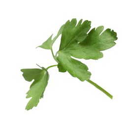Sprig of fresh green parsley isolated on white