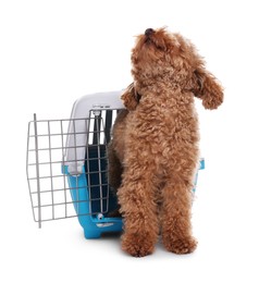 Travel with pet. Cute dog in carrier on white background