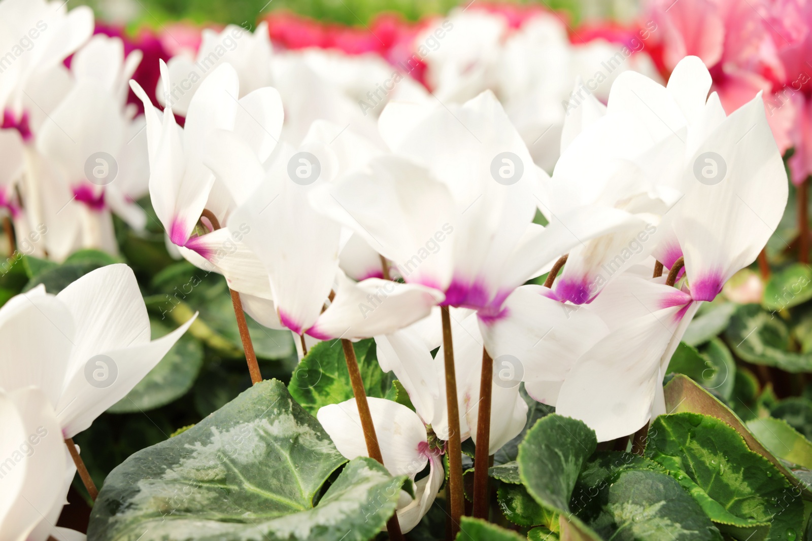 Photo of Many fresh blooming flowers, closeup. Home gardening