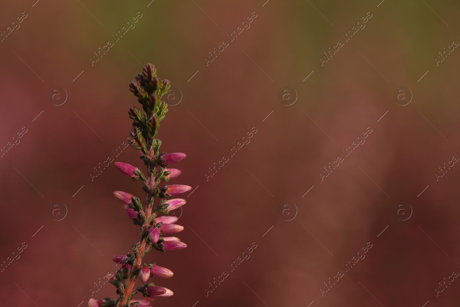 Photo of Heather twig with beautiful flowers on blurred background, closeup. Space for text