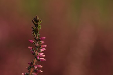 Photo of Heather twig with beautiful flowers on blurred background, closeup. Space for text