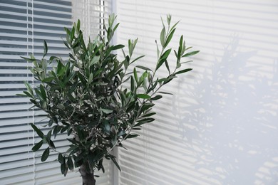 Beautiful young olive tree near window indoors. Interior element