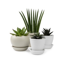 Photo of Many beautiful succulent plants in pots isolated on white