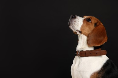 Photo of Adorable Beagle dog in stylish collar on black background. Space for text