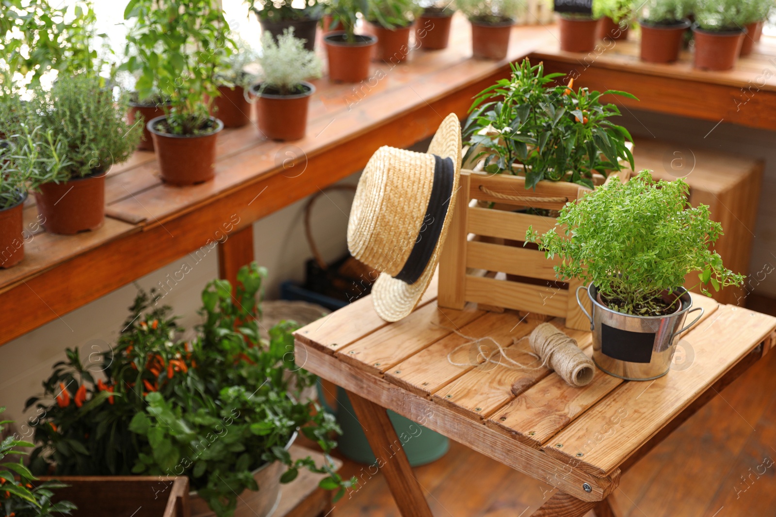 Photo of Seedlings, wooden crate, straw hat and rope on wooden table indoors. Gardening tools