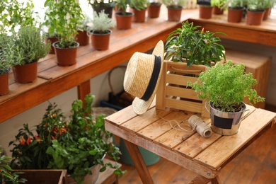 Seedlings, wooden crate, straw hat and rope on wooden table indoors. Gardening tools