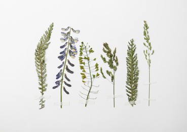 Photo of Pressed dried flower and plants on white background. Beautiful herbarium
