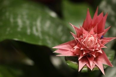 Beautiful blooming bromelia flower on blurred background, closeup. Space for text