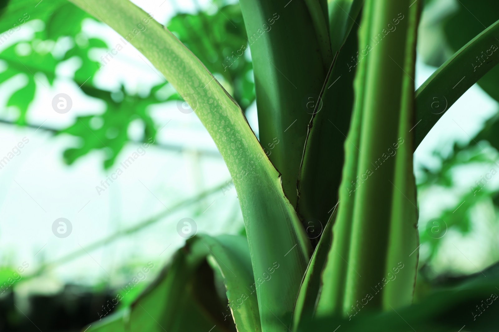 Photo of Banana tree with green leaves growing outdoors, closeup. Space for text