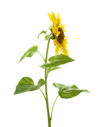 Photo of Beautiful bright blooming sunflower isolated on white