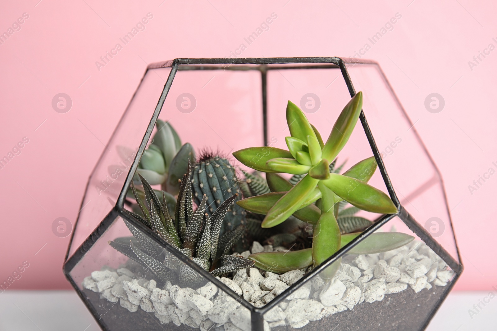 Photo of Glass florarium with different succulents on color background, closeup