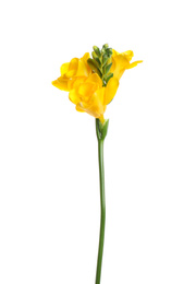 Photo of Beautiful yellow freesia flower isolated on white