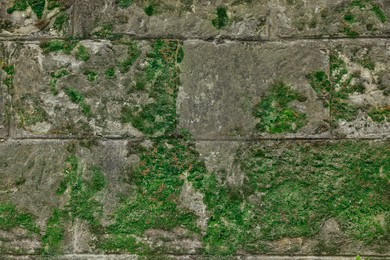 Stone wall with green moss as background, closeup