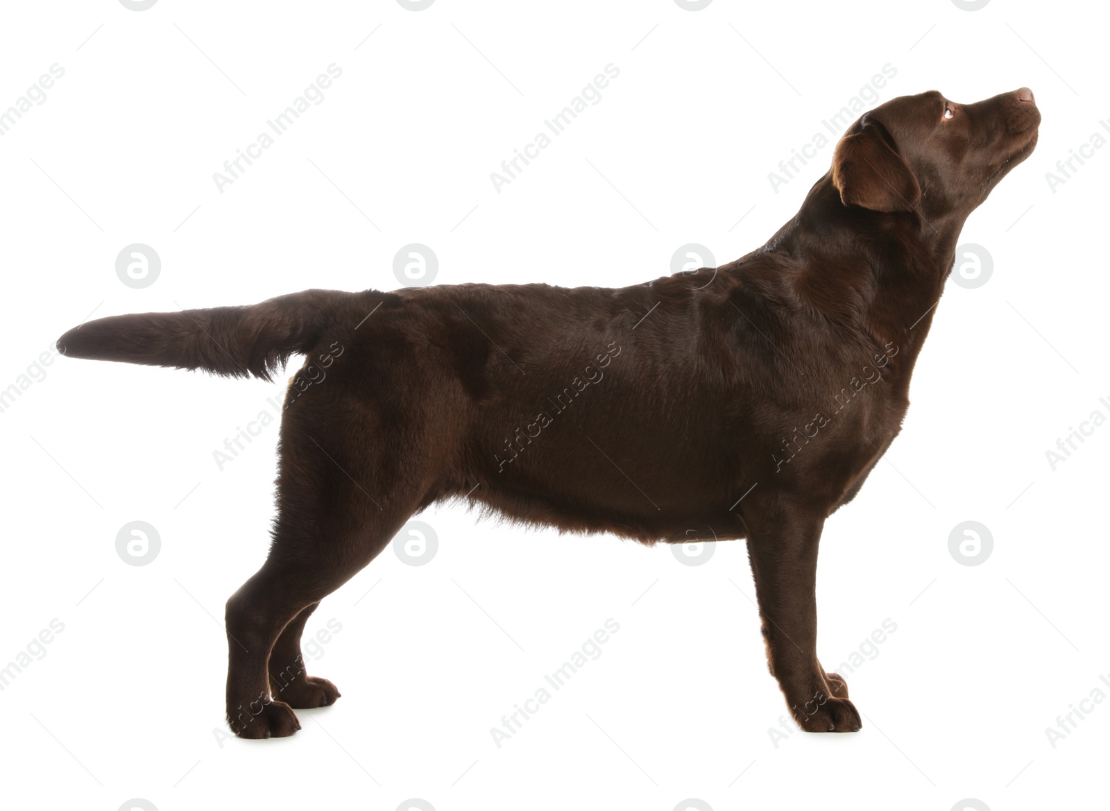 Photo of Chocolate labrador retriever standing on white background