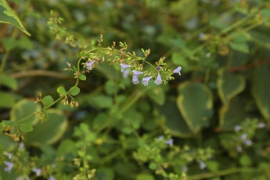 Photo of Beautiful mint plant with flowers growing outdoors, closeup. Space for text