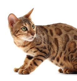 Cute Bengal cat on white background. Adorable pet