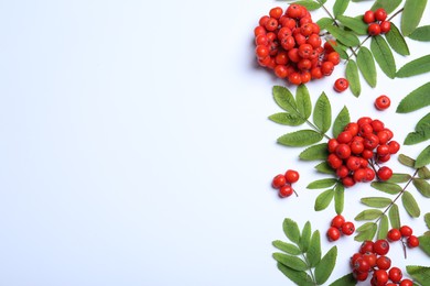 Photo of Fresh ripe rowan berries and green leaves on white background, flat lay. Space for text