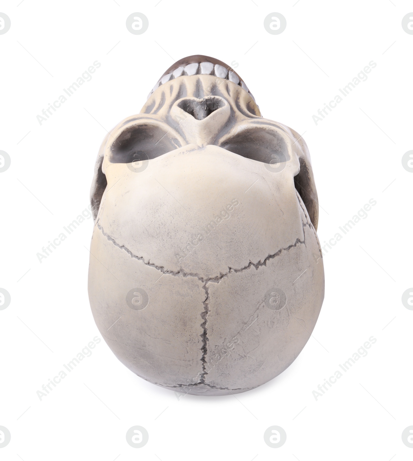 Photo of Human skull with teeth isolated on white