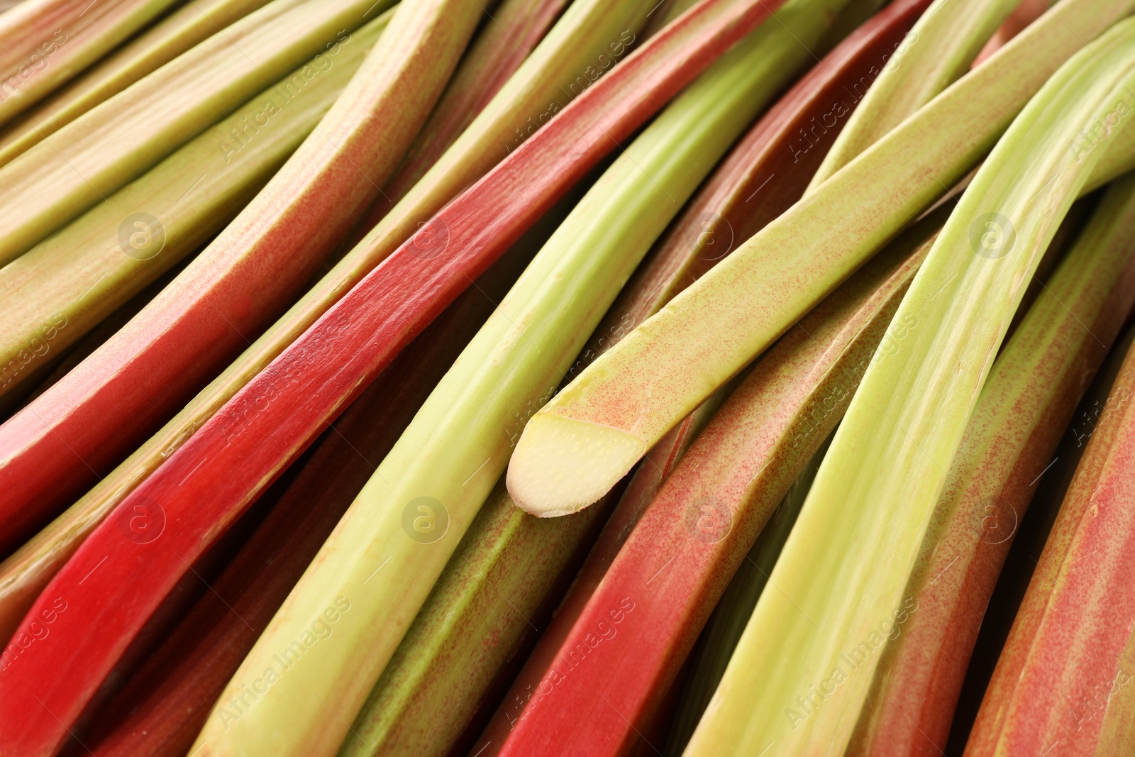 Photo of Many ripe rhubarb stalks as background, closeup