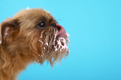 Photo of Studio portrait of funny Brussels Griffon dog with cream on muzzle against color background. Space for text