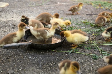 Photo of Cute fluffy ducklings near pan of water in farmyard