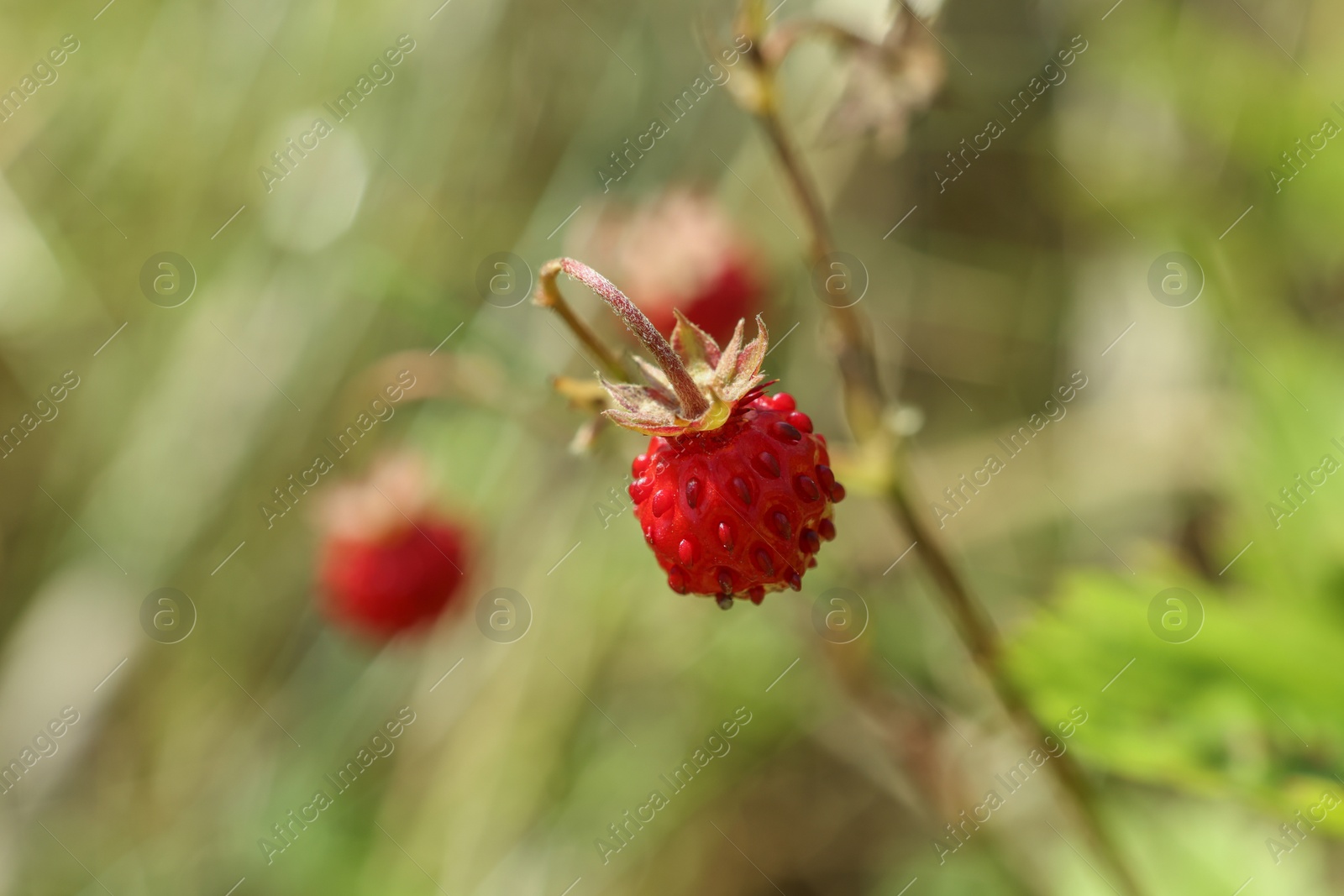 Photo of One small wild strawberry growing outdoors. Space for text