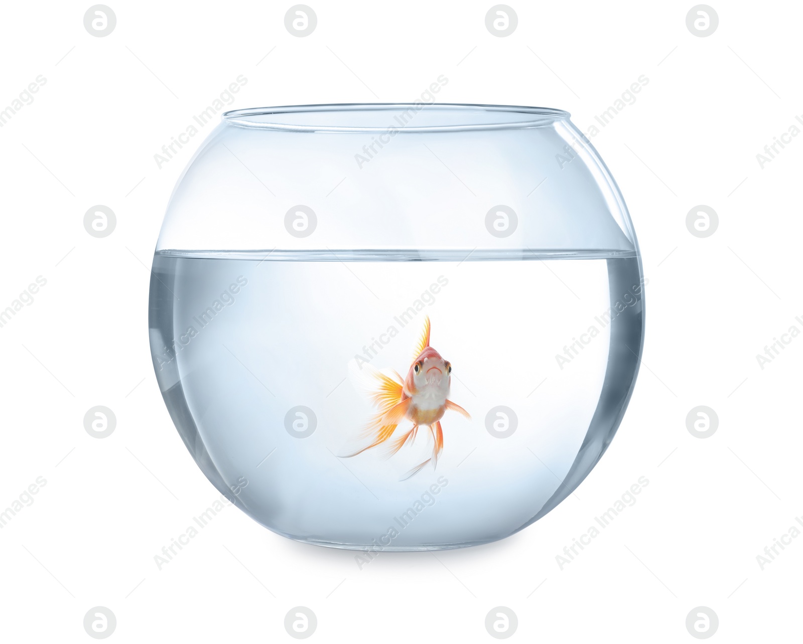 Photo of Beautiful bright small goldfish in round glass aquarium isolated on white