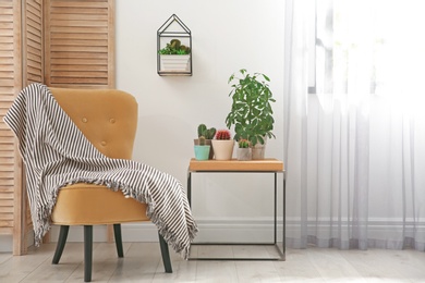 Stylish room interior with beautiful cacti and comfortable chair