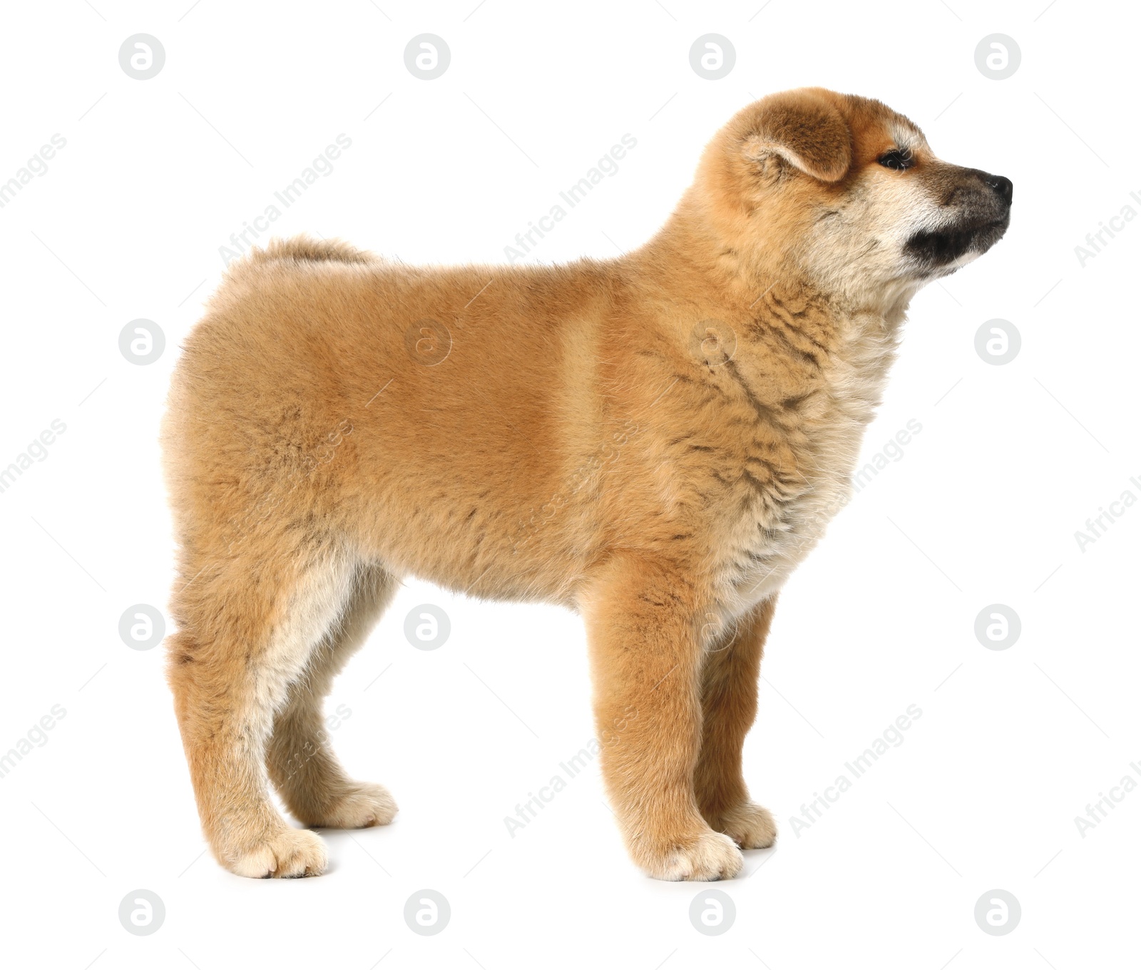 Photo of Cute Akita Inu puppy on white background. Baby animal