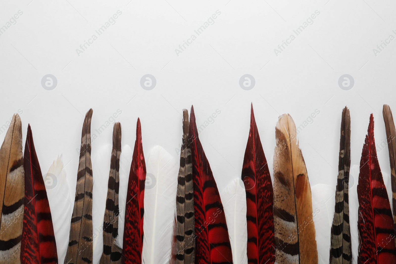 Photo of Many beautiful bird feathers on white background, flat lay. Space for text