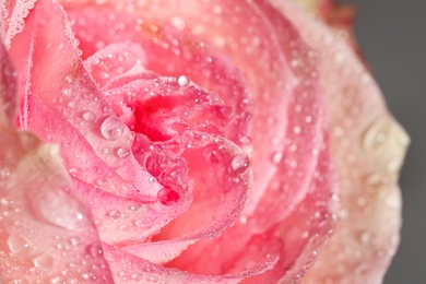 Closeup view of beautiful blooming rose with dew drops on grey background