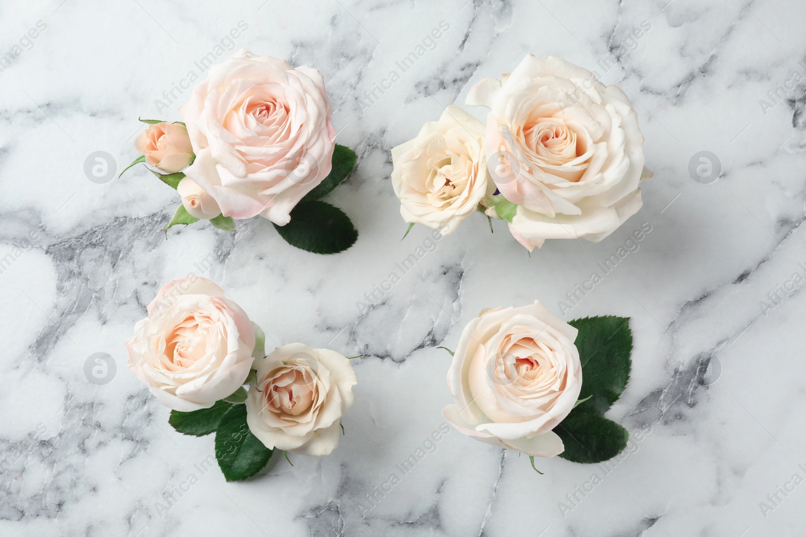 Photo of Beautiful roses on marble background, top view