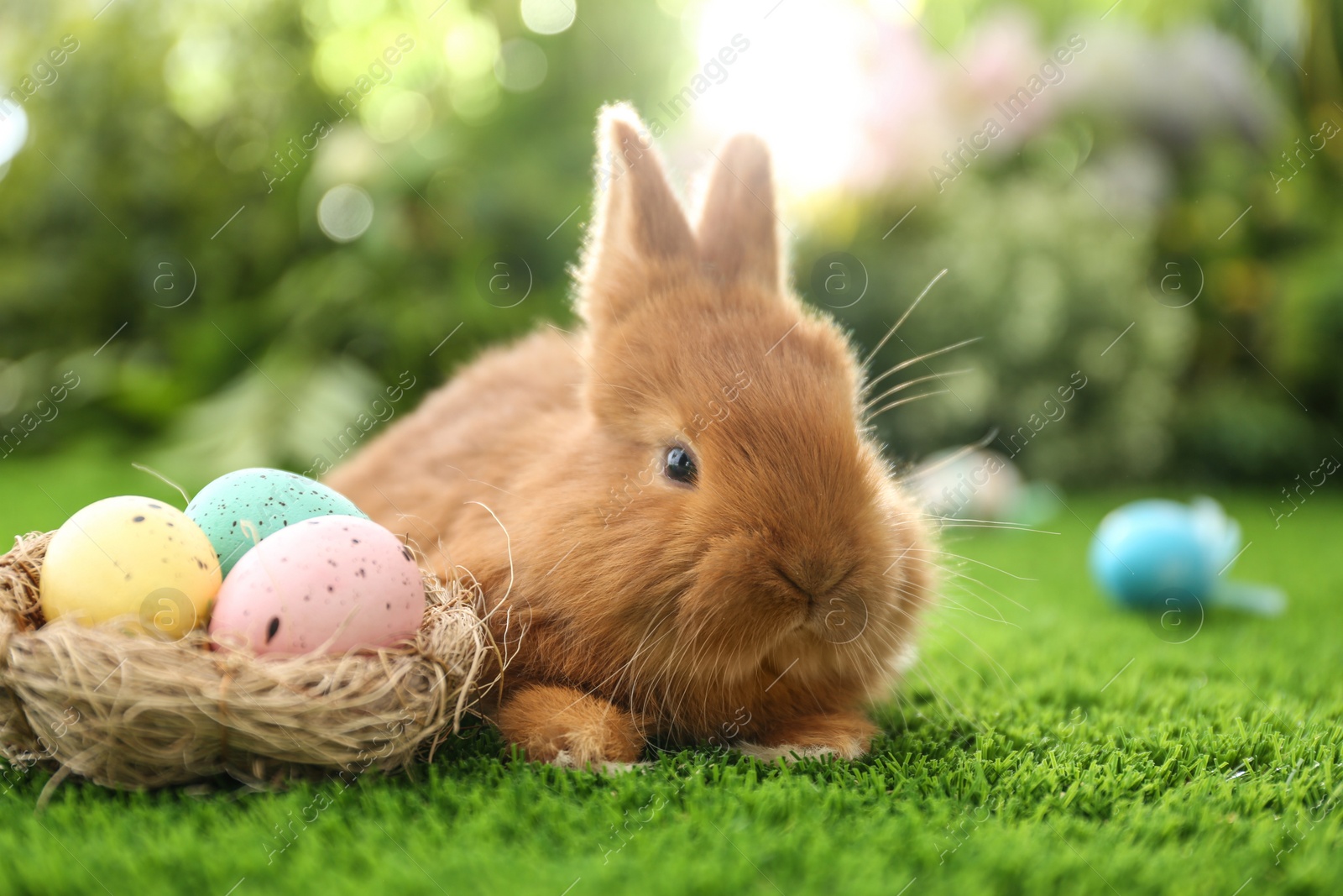 Photo of Adorable fluffy bunny and decorative nest with Easter eggs on green grass, closeup