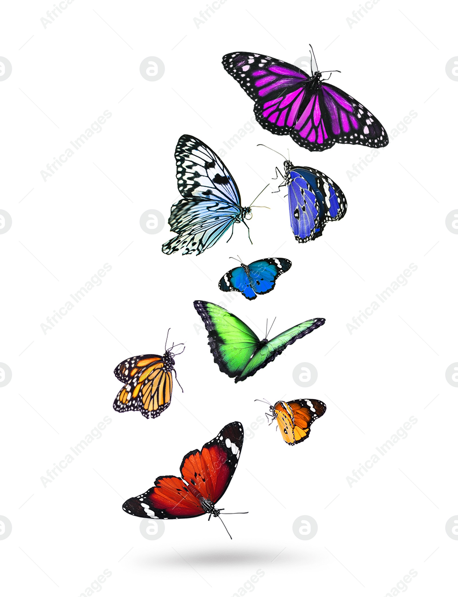 Image of Many beautiful flying colorful butterflies on white background