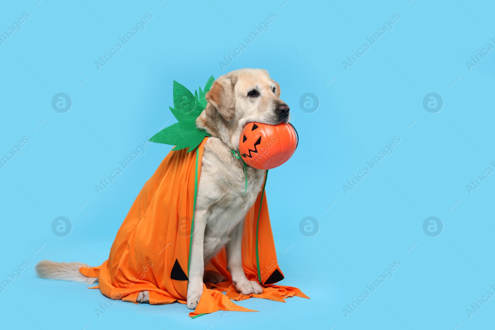 Photo of Cute Labrador Retriever dog in Halloween costume with trick or treat bucket on light blue background. Space for text