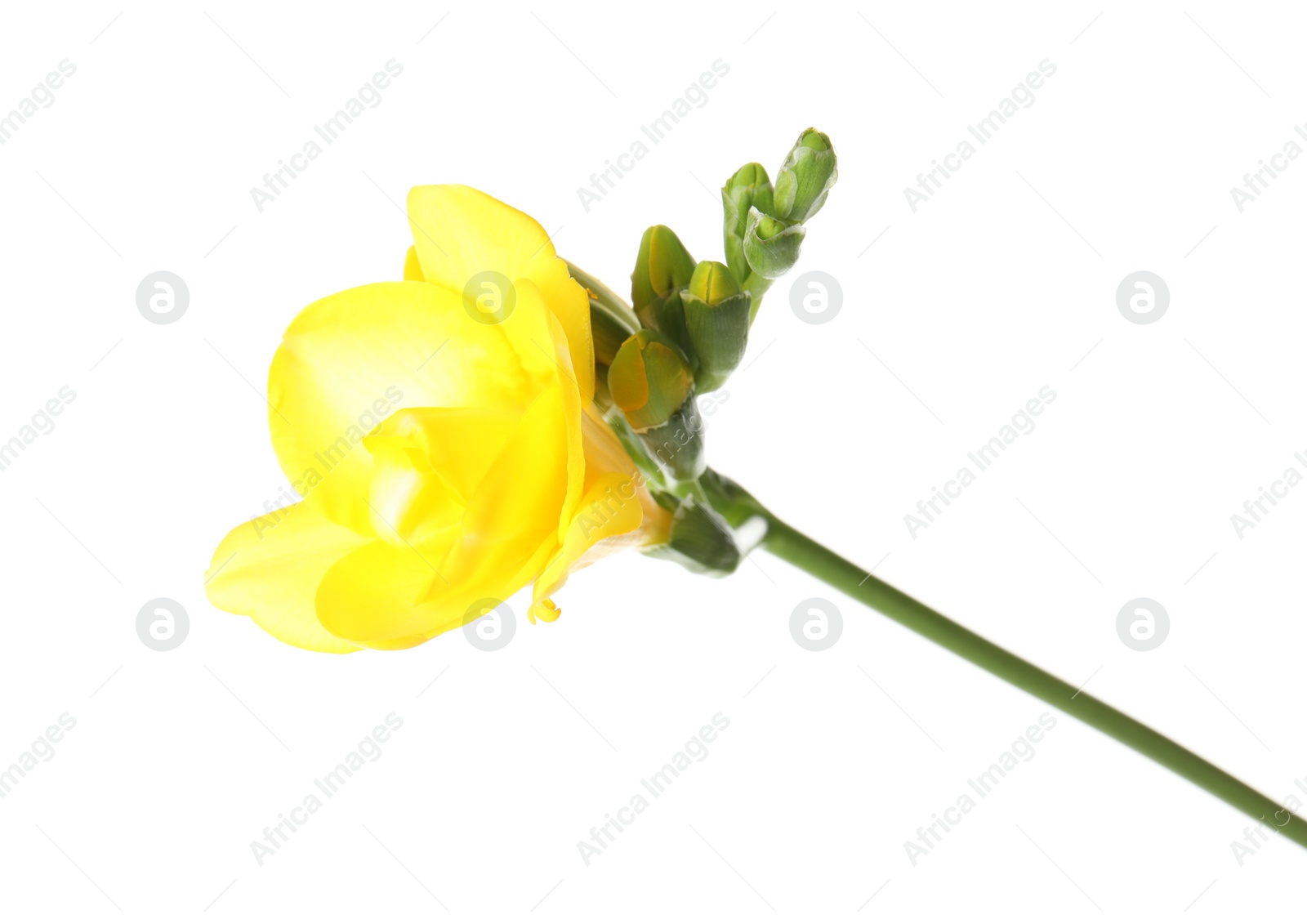 Photo of Beautiful freesia with fragrant flowers on white background