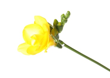 Photo of Beautiful freesia with fragrant flowers on white background