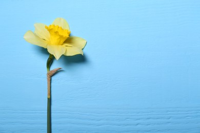 Beautiful yellow daffodil on light blue wooden table, top view. Space for text