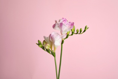 Photo of Beautiful tender freesia flowers on pink background