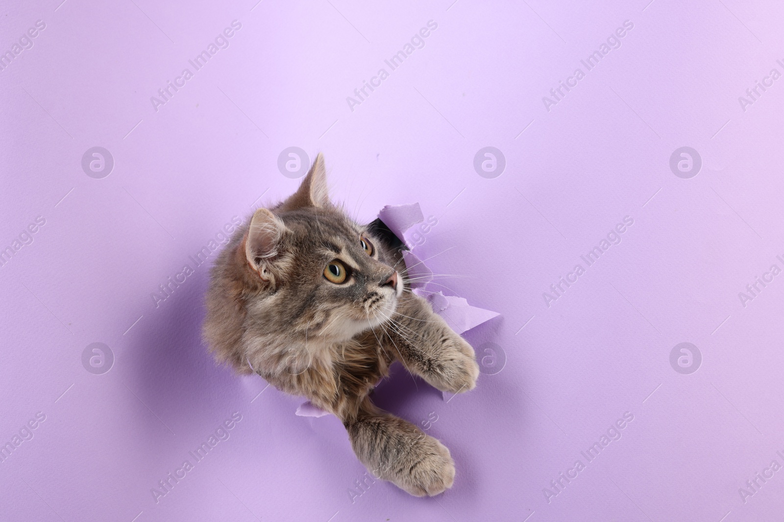 Photo of Cute cat looking through hole in violet paper