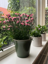 Photo of Different beautiful potted plants near window indoors on rainy day